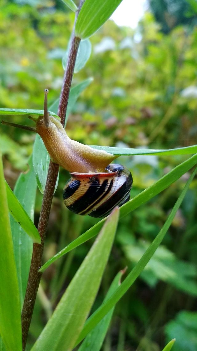Little friend