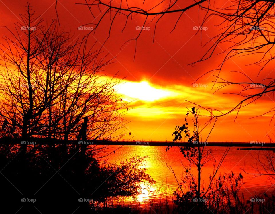 Silhouette of bare tree during sunset