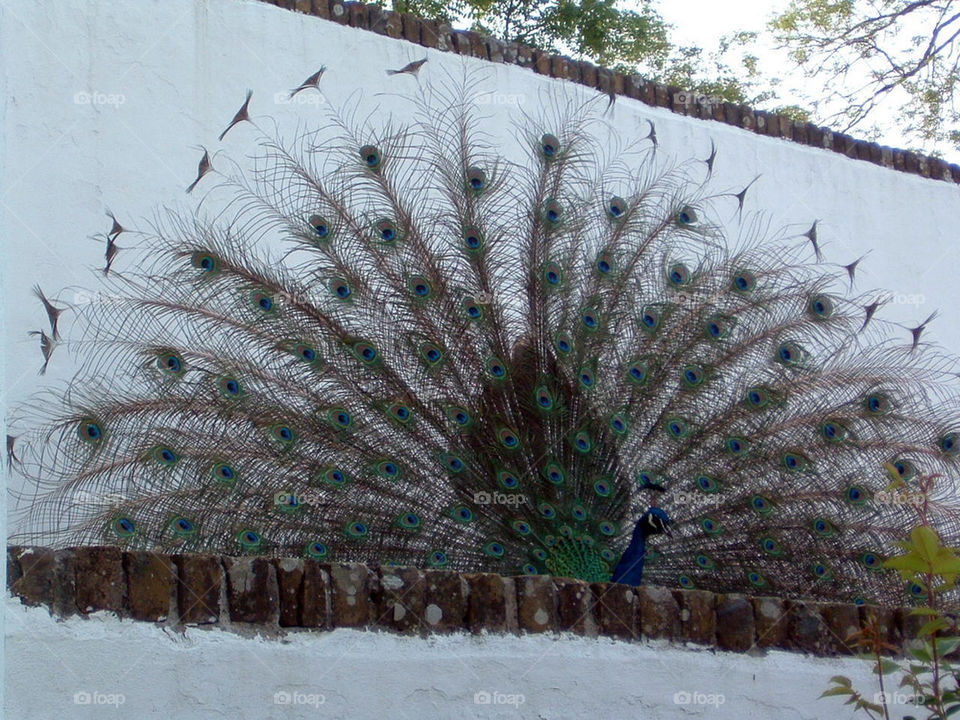 eye bird feathers peacock by jeanello