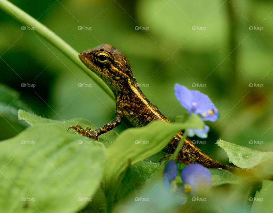 Oriental lizard  - backyard garden