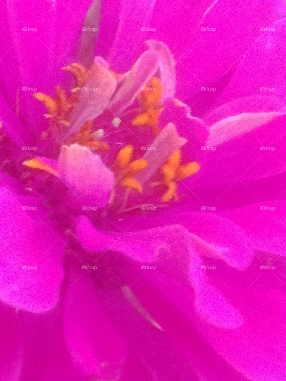 Pink Floral Macro