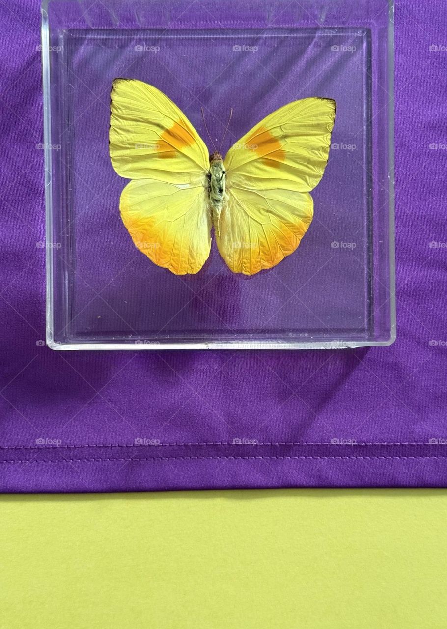 Double contrast Yellow butterfly against purple cloth on yellow background 