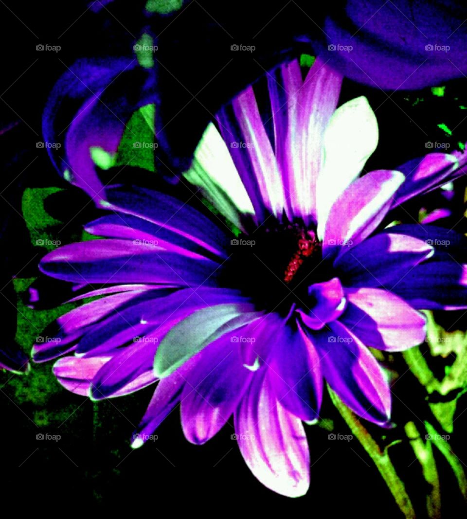 summer love. lighting effects