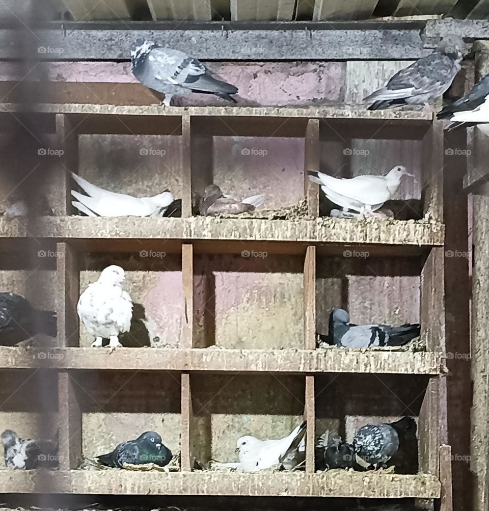 all have their place to sit and sleep