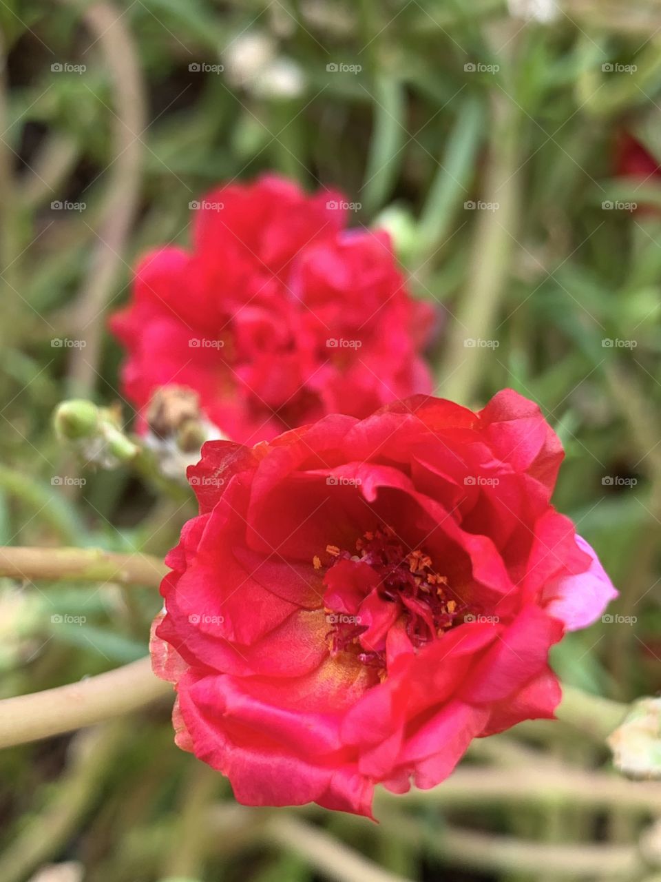 beautiful flower in my garden 