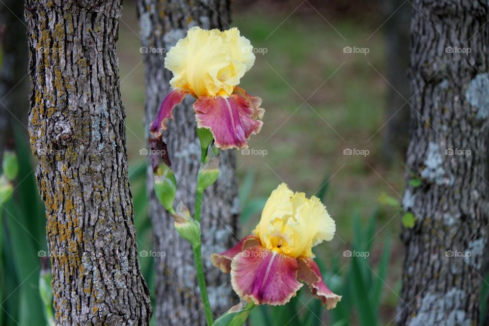 Bearded iris blooming at outdoors