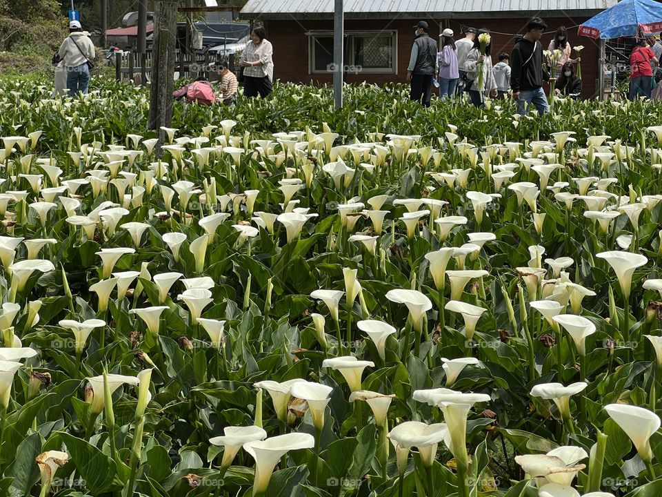 Alocasia in Yang Ming Shan 