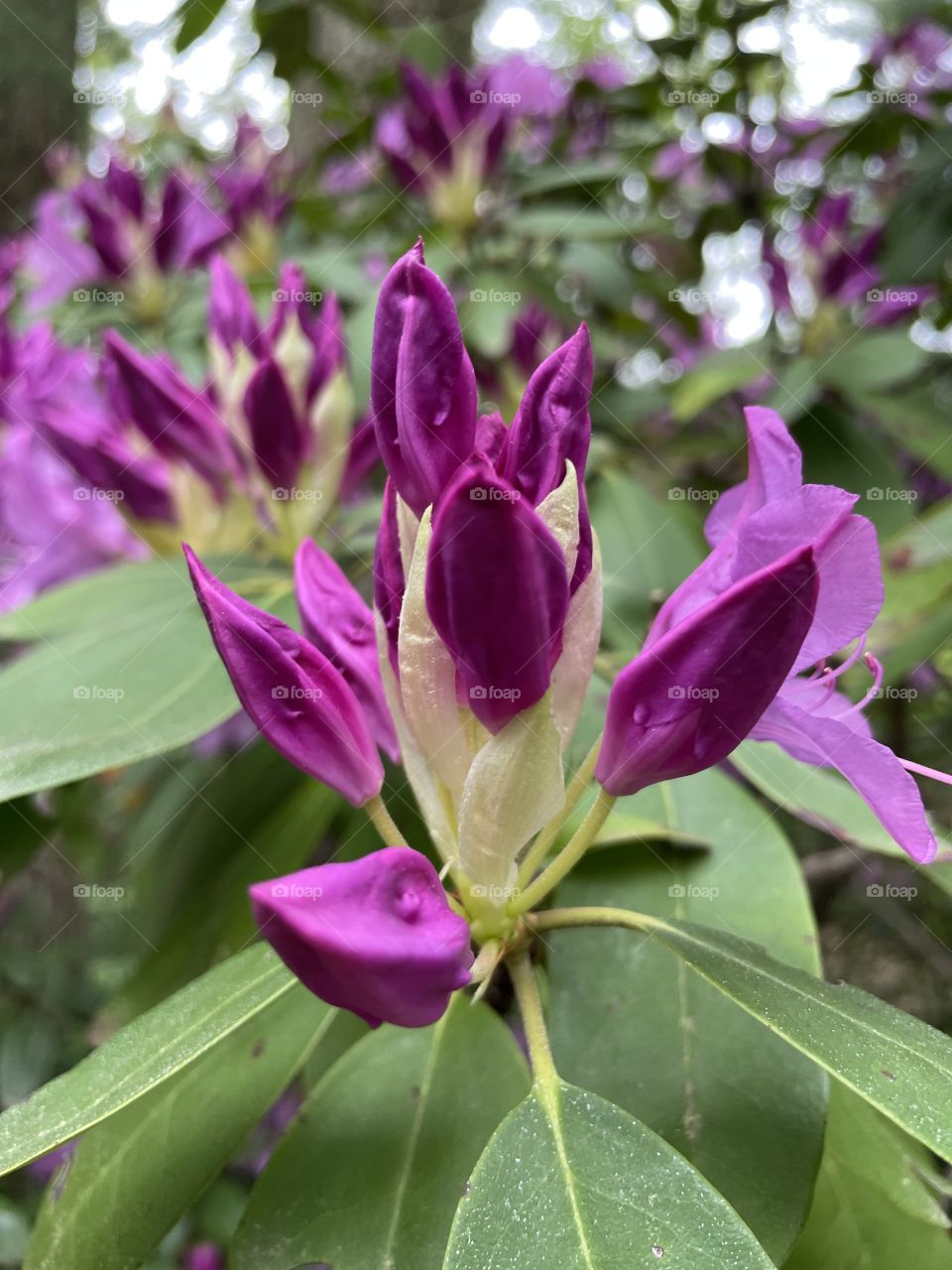 Close up purple flowers