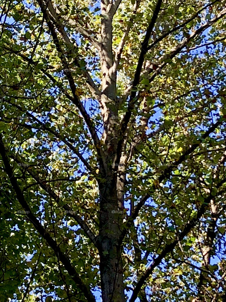 Leaves on the tree
