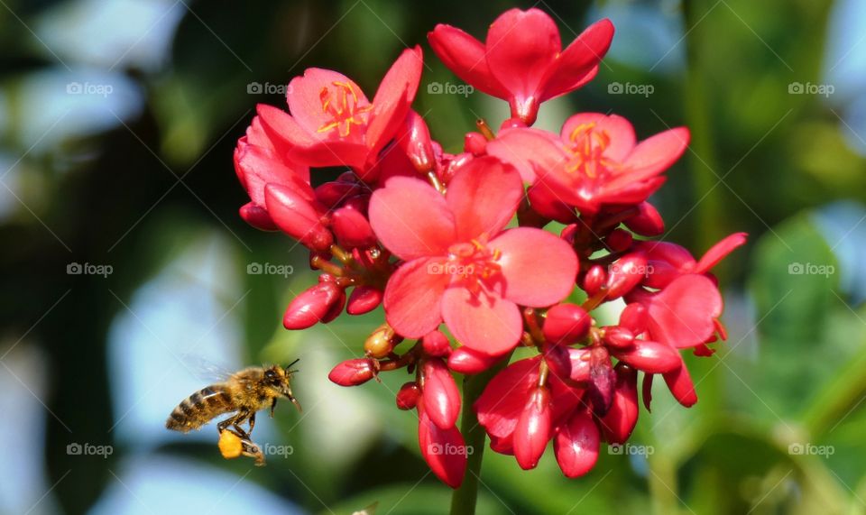bee flying to flowers