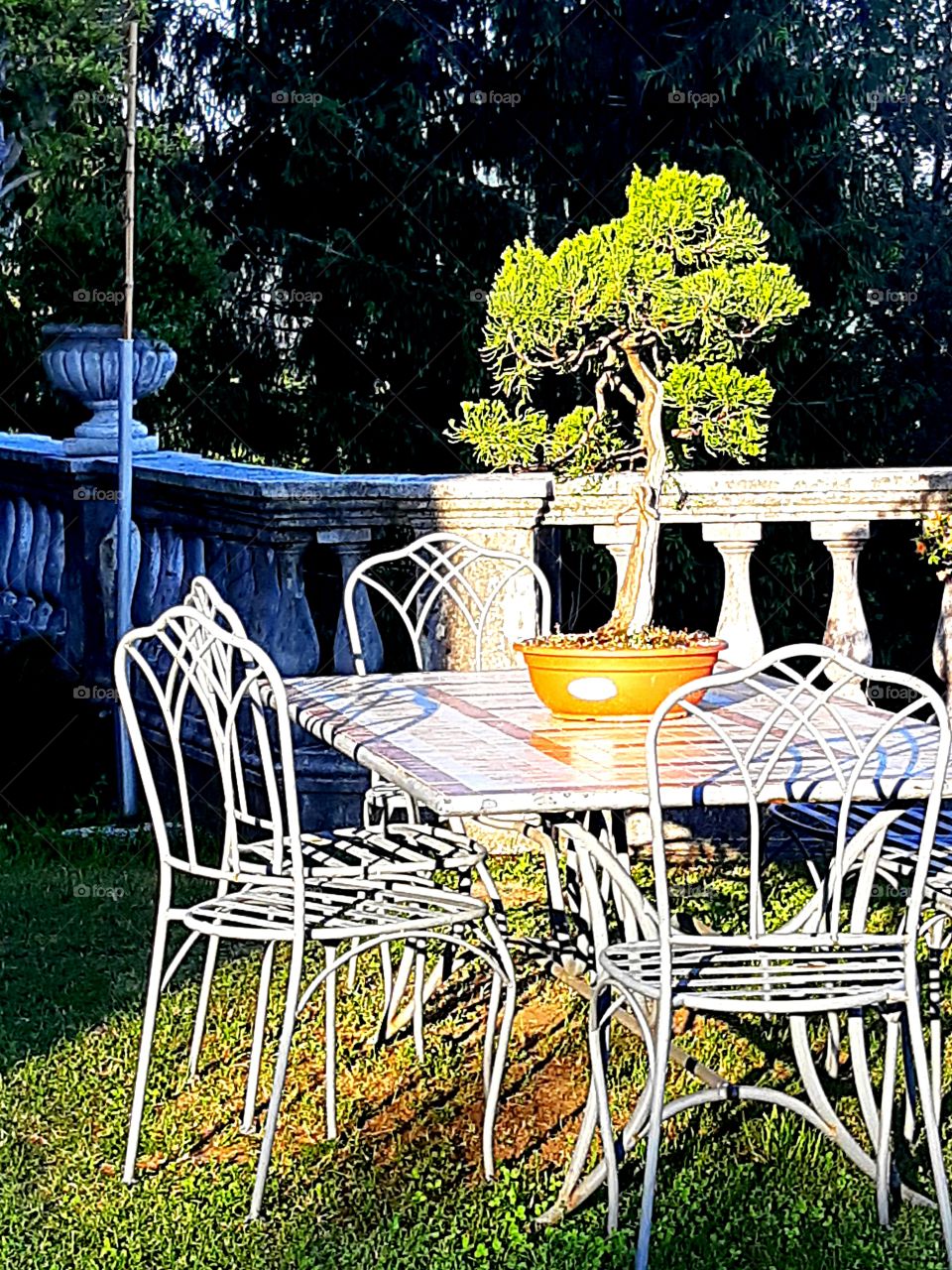 Juniperus Bonsai