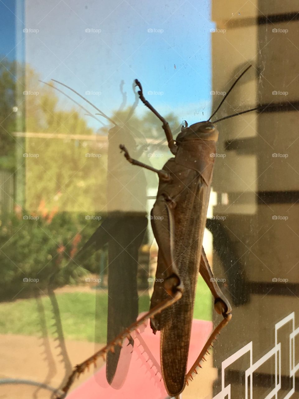 Outdoor shot of large grasshopper climbing up window 