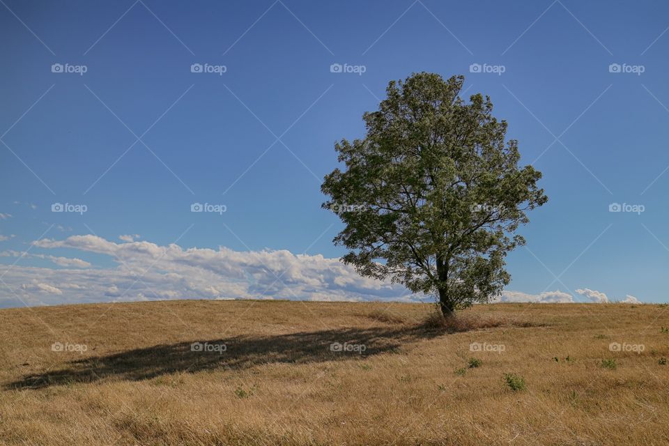 Tree on a hill 