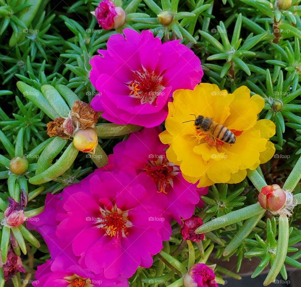 Bee and Colorful Flowers of Summer