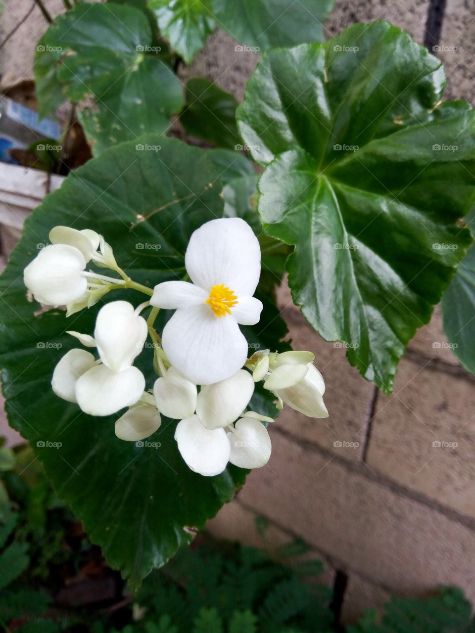 white buds with yellow Center