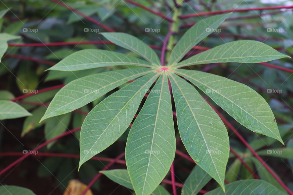 cassava leaves