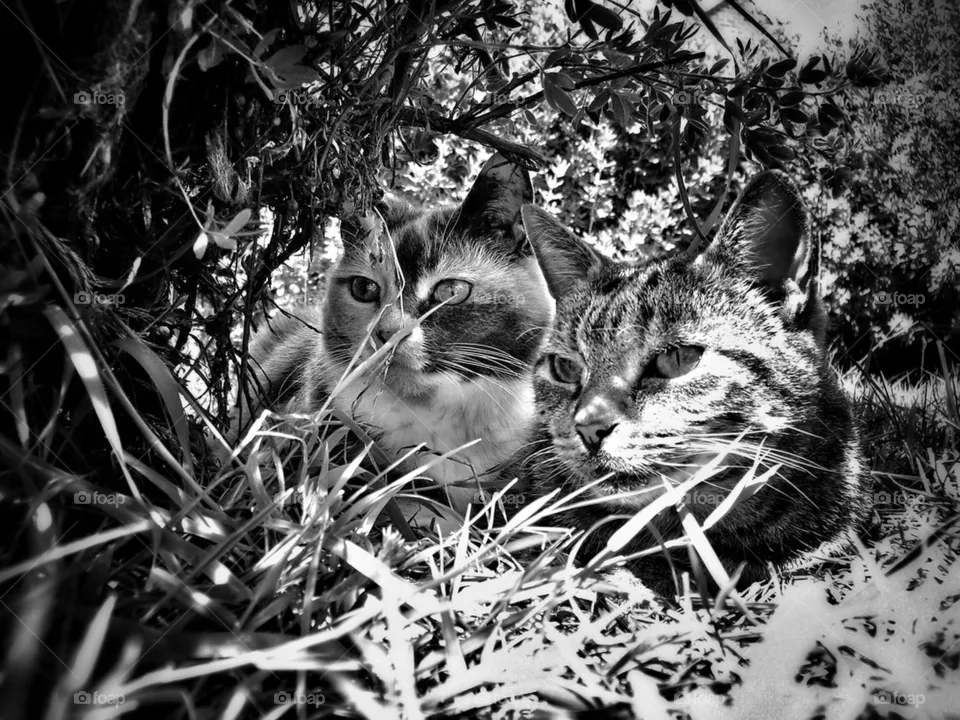 Hiding 