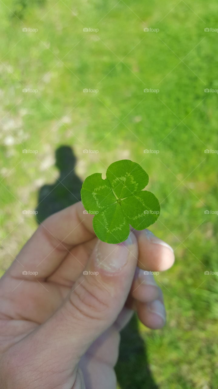 Four leafed Clover