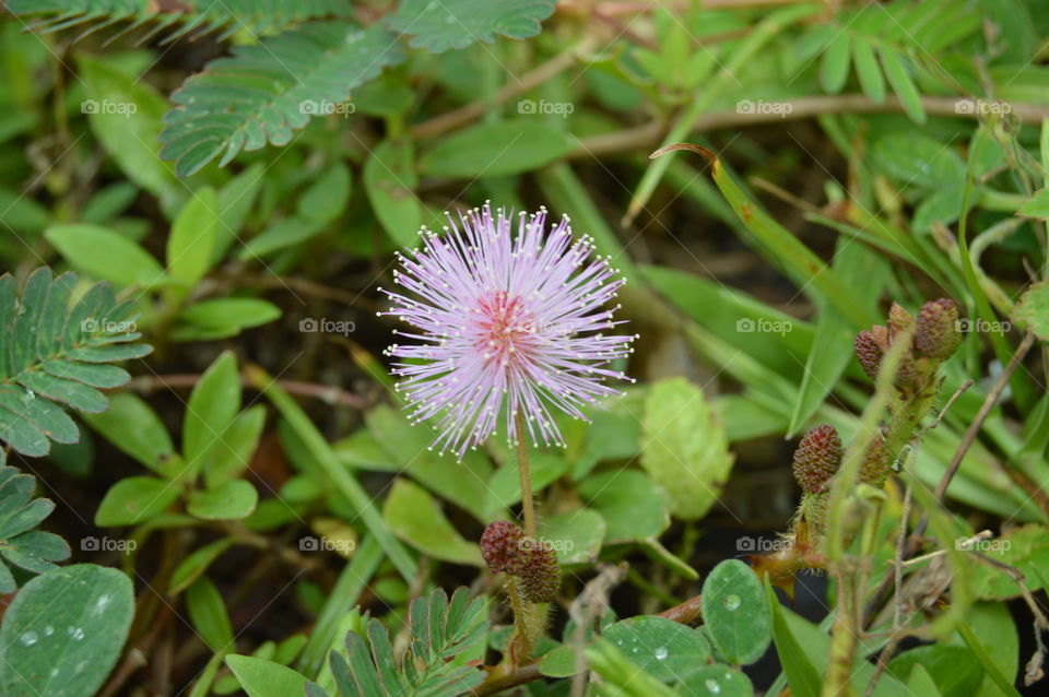 round pink fluffy flower