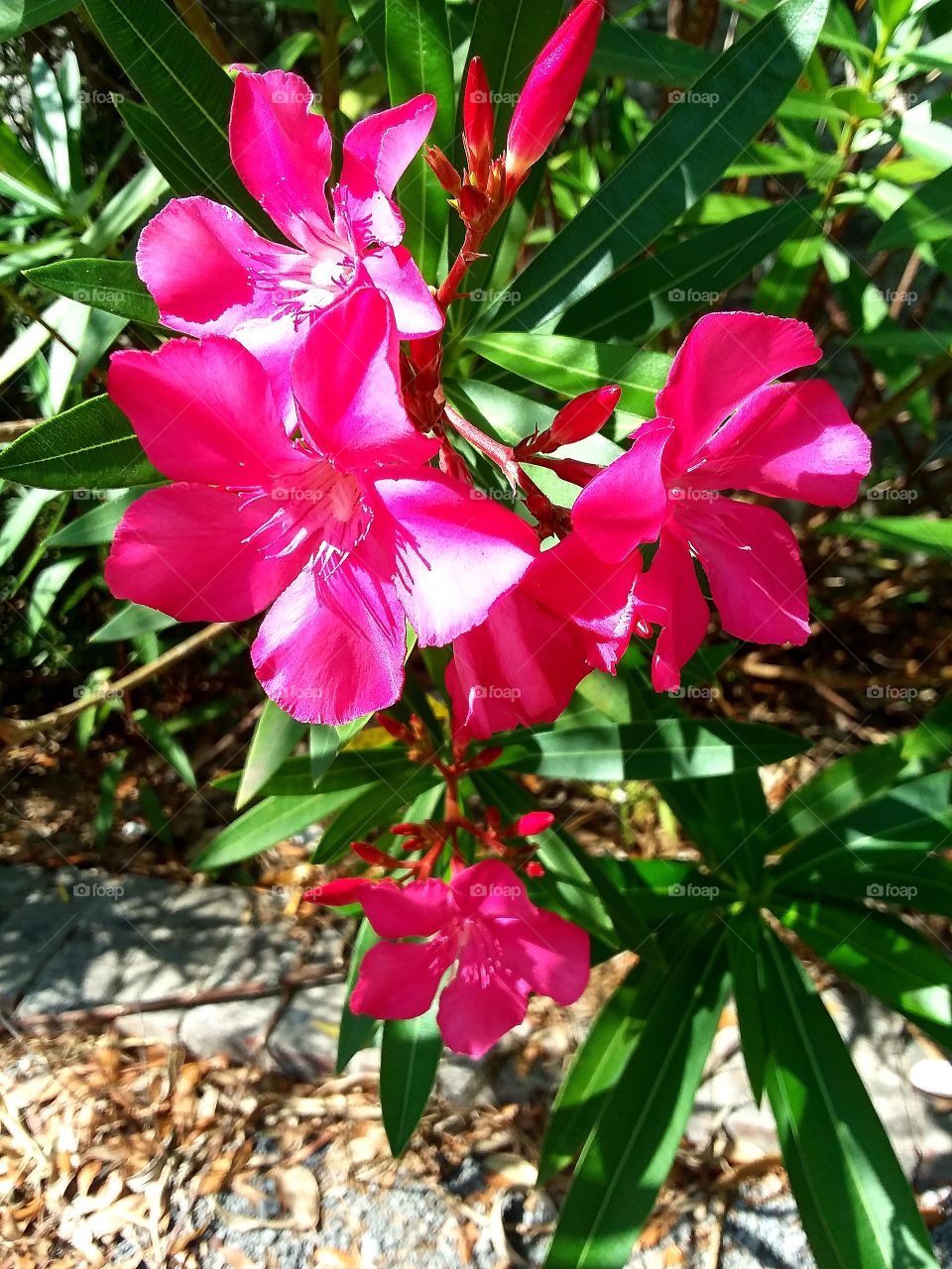 more of my pretty pink poison 😉