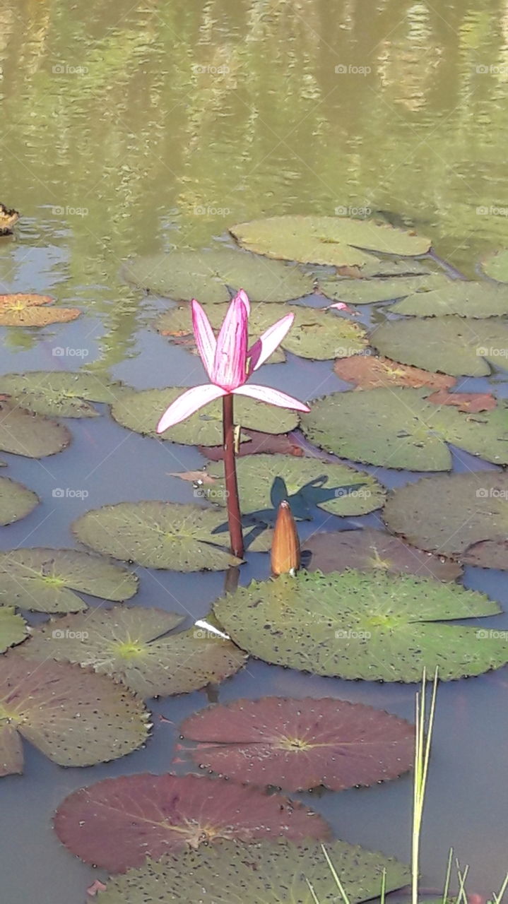 a beautiful lotus