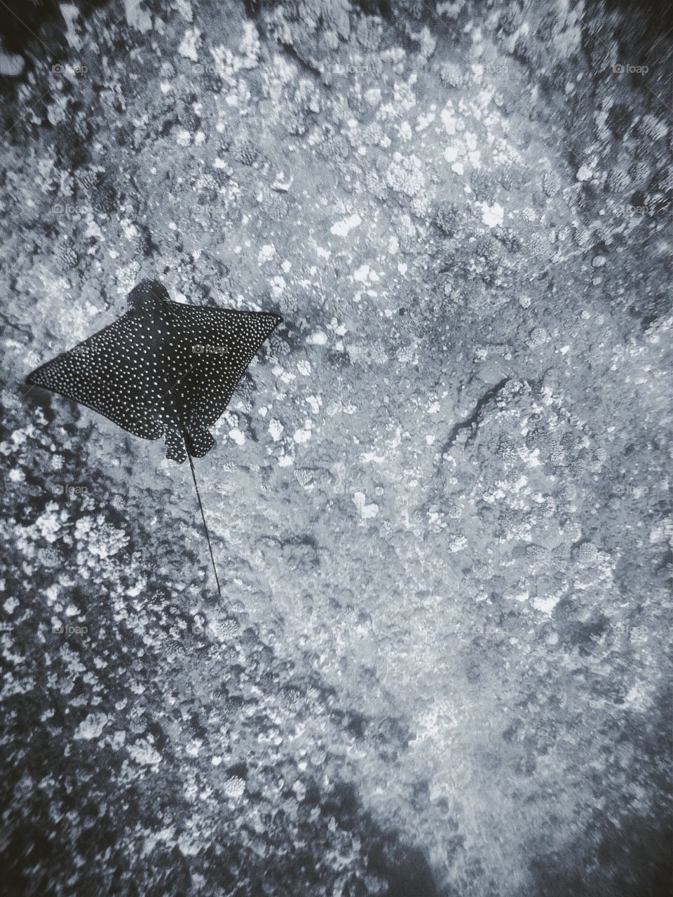 Spotted Eagle Ray