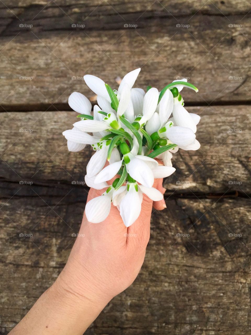 Woman hand holding a bouquet of snowdrops