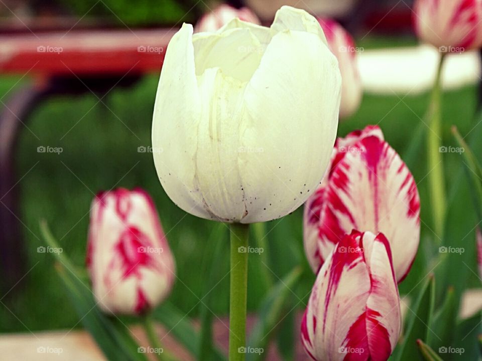 Nature, Tulip, Flower, Summer, No Person