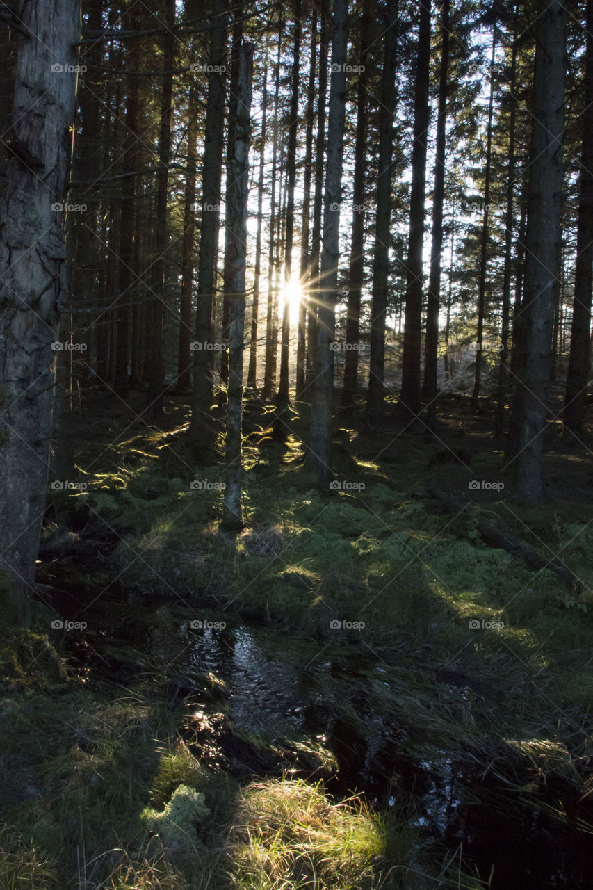 Sun rays in the forest - little creek 