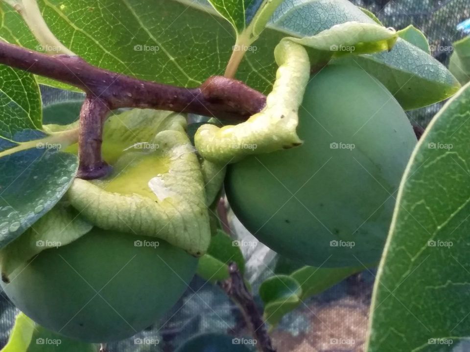 2 halfgrown persimmons on the tree