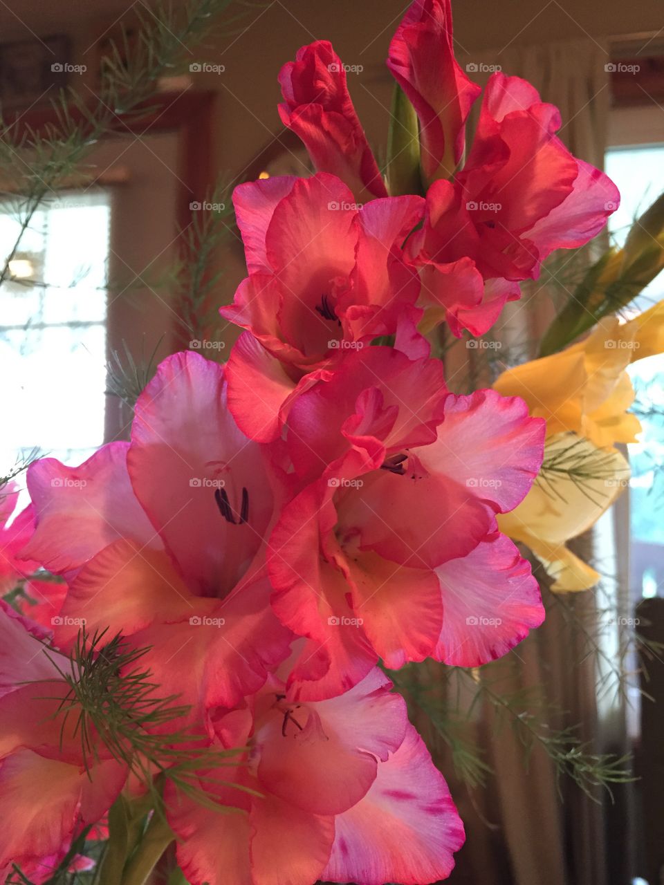 Gladiolus 