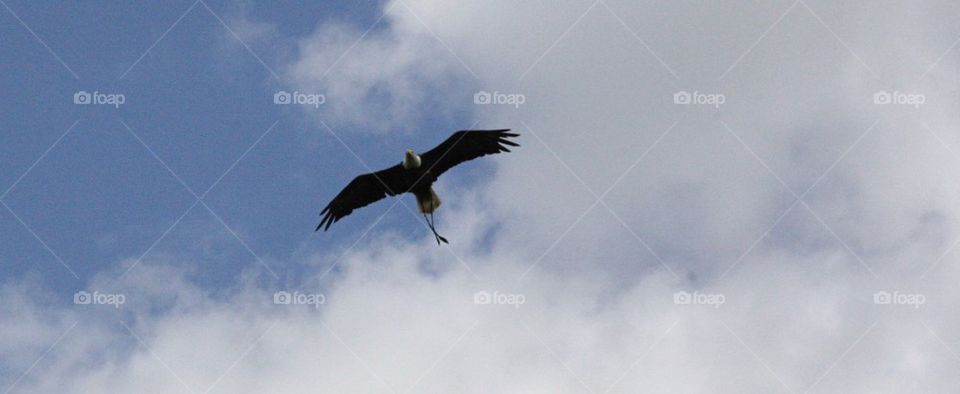 Eagle in flight