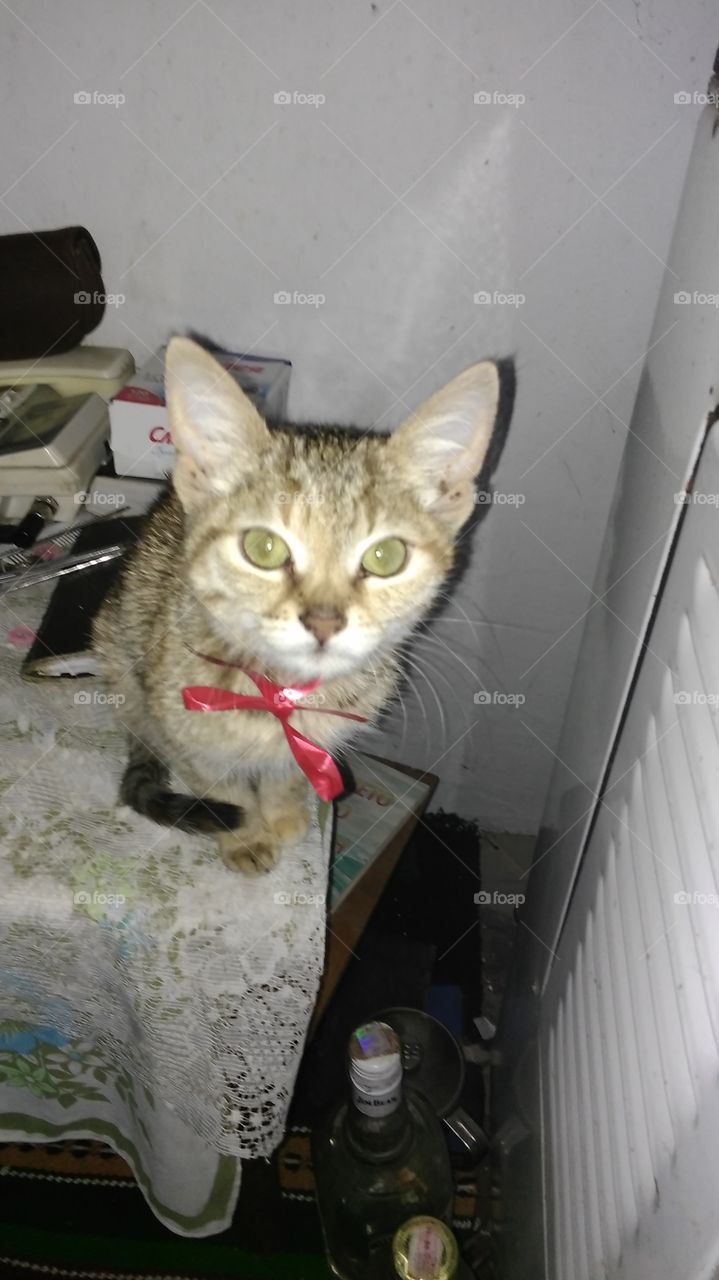 Cat, Portrait, Mammal, Pet, Animal