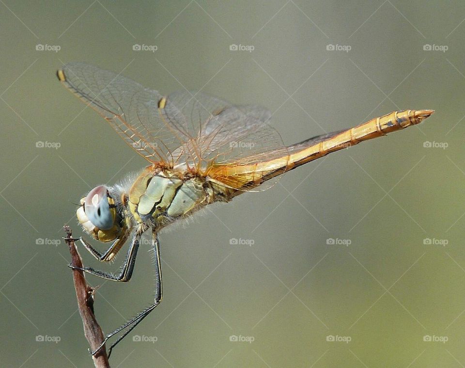 Dragonfly