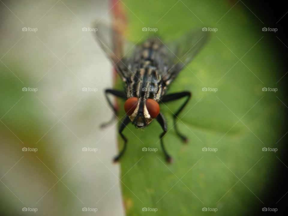 Fly on leaf