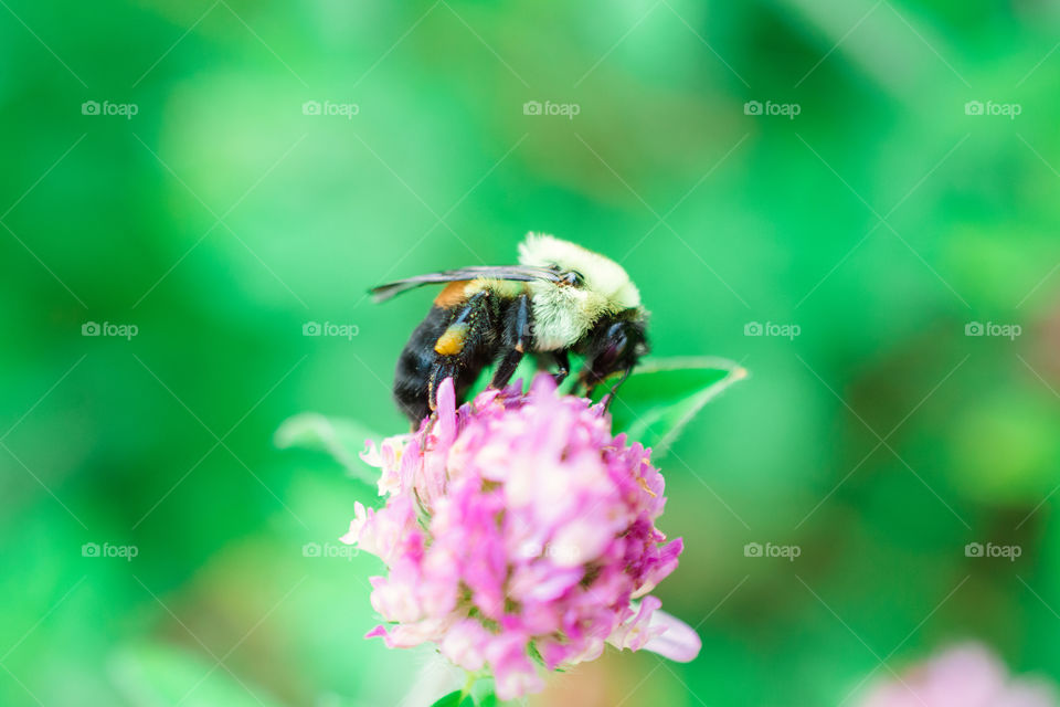 Bumble Bee on Purple Clover Flower Macro