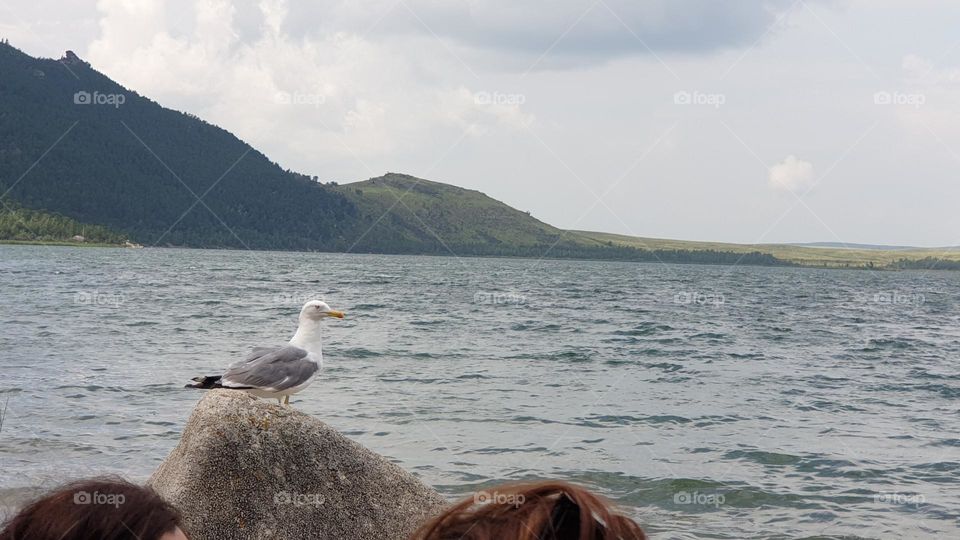gull on the beach