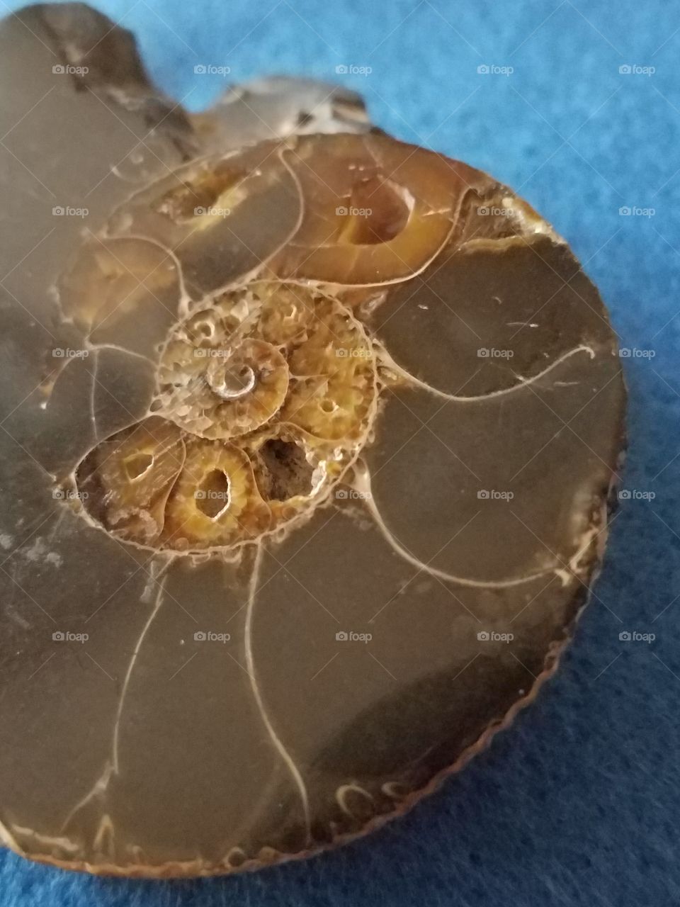 Close-up of seashell with spiral design