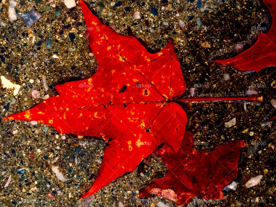 New England leaf 