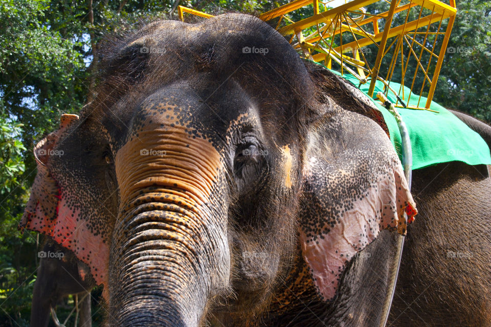 THE ELEPHANT AT NOON NOOK GARDEN PATTAYA THAILAND