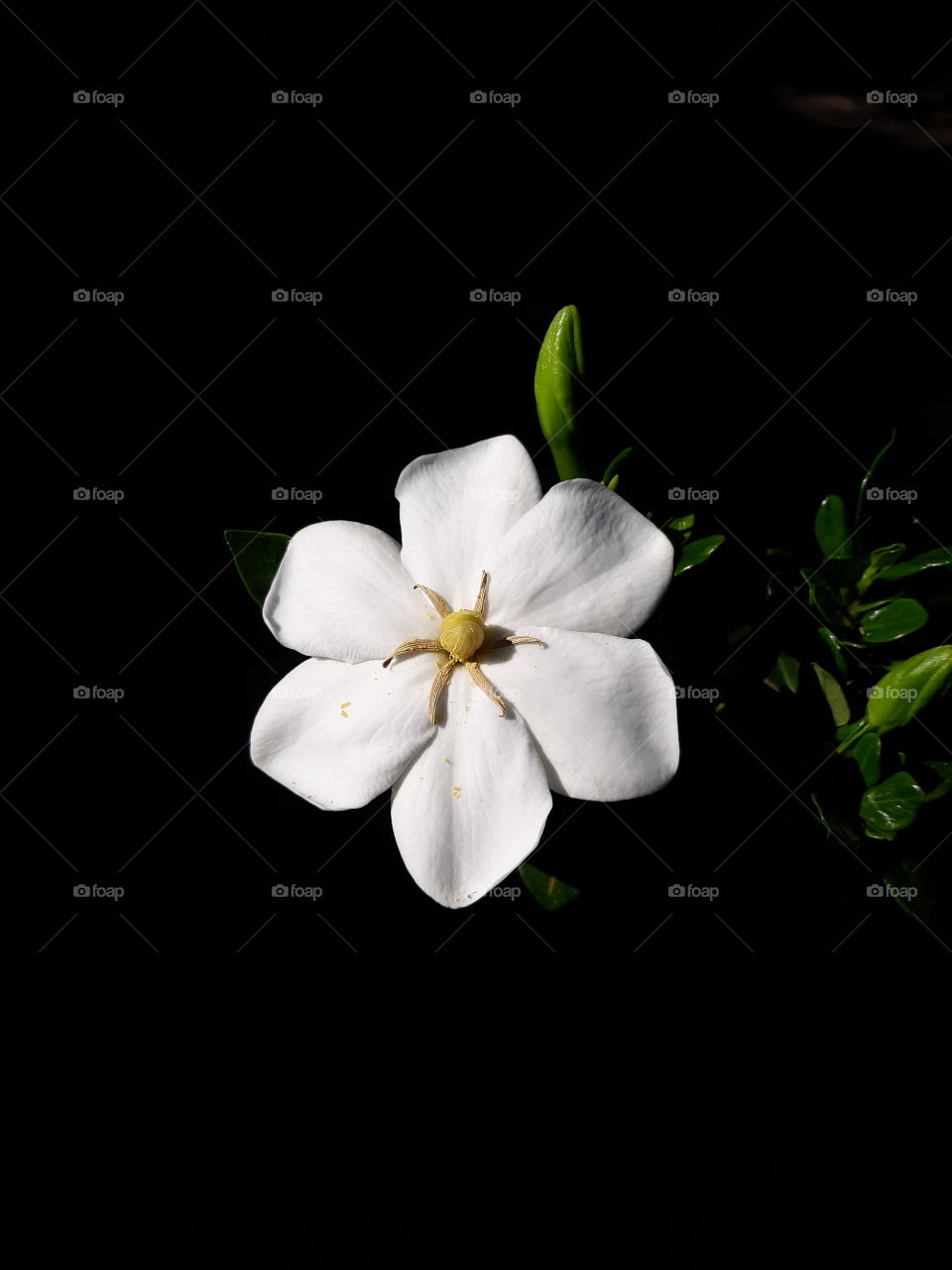 Gardenia flower showing off all her beauty with new buds waiting patiently for their turn in the background