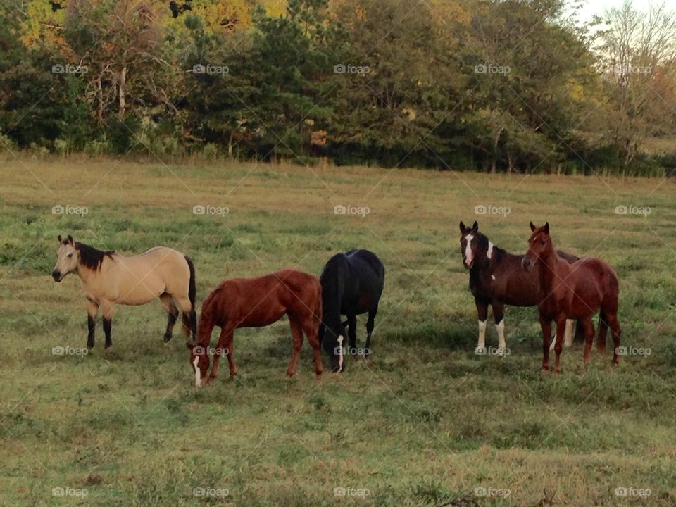 RJ Ranch brood mares. Herd of horses in rural West TN