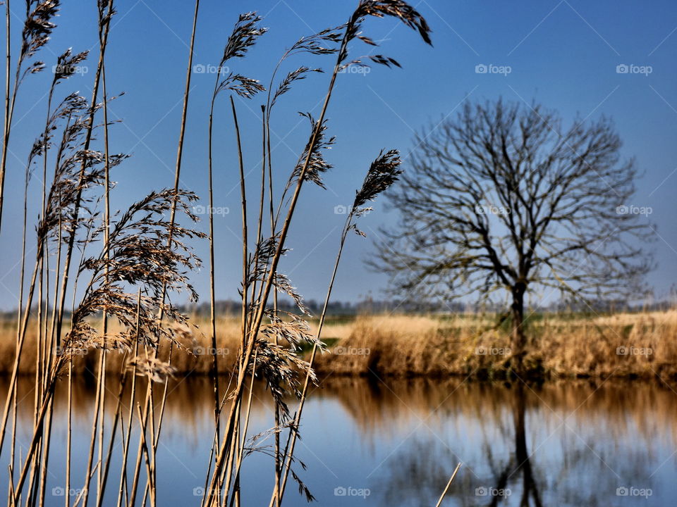 evening in the river