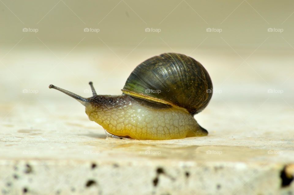 profile of a snail