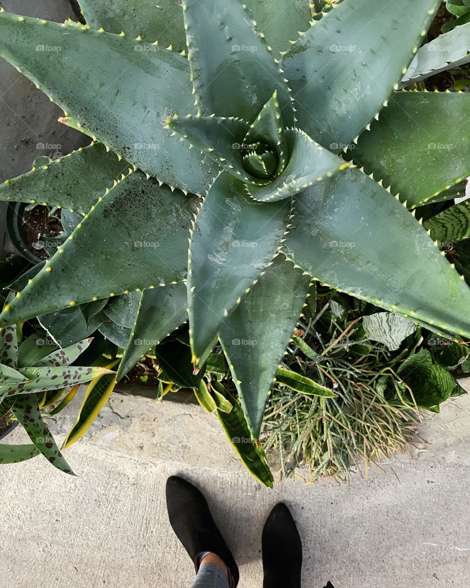 A green cactus with a pair of feet in the bottom of the photo