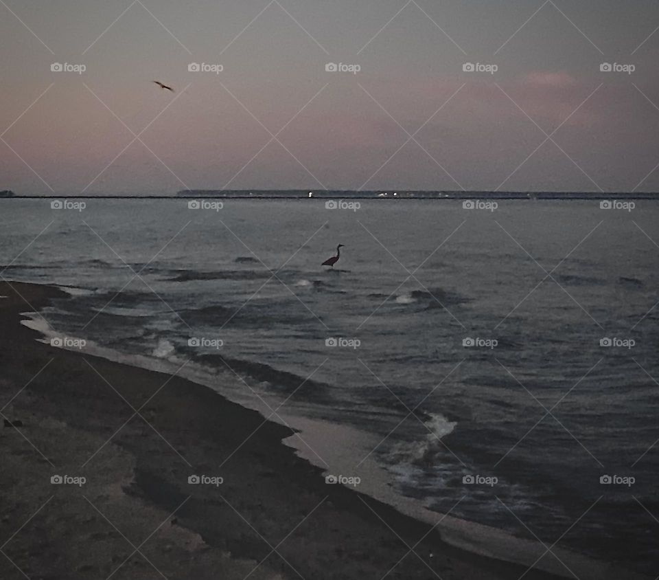 Crane standing in Lake Eerie waves on sandy beach shore at night as another crane flies overhead 