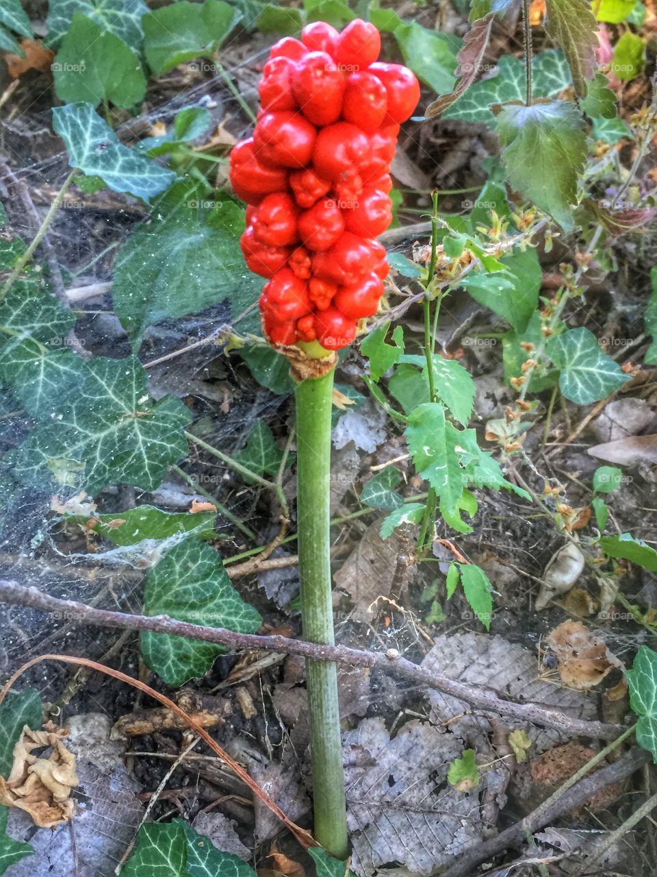 Arum variety