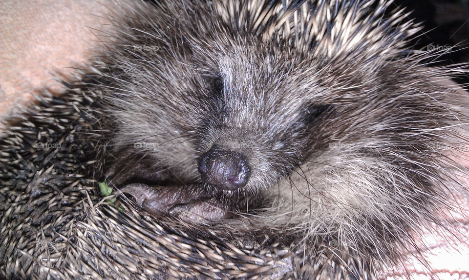 Little hedgehog closeup