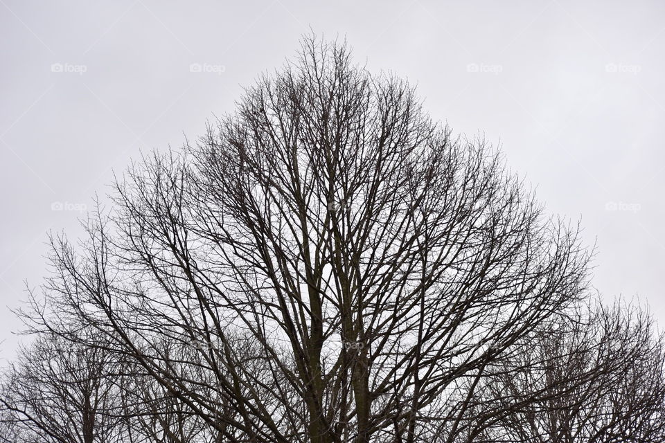 Trees in Shades of Grey.