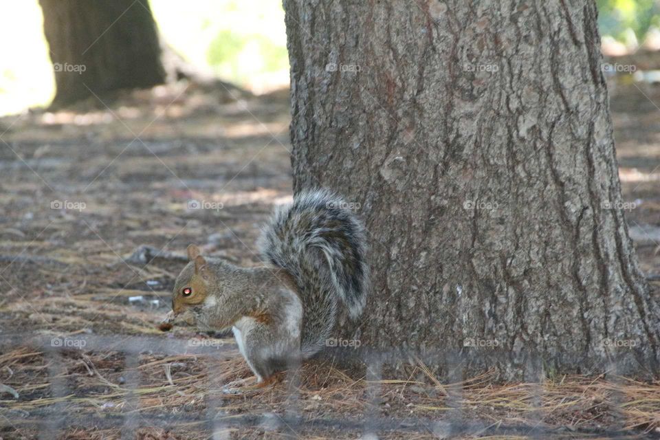 A squirrel in central park
